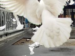 -西安大兴善寺