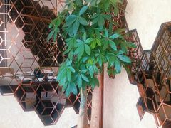 -彩丰楼·中餐厅(国家会展中心上海洲际店)