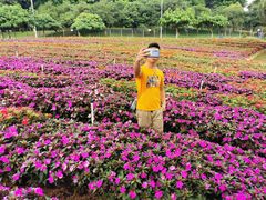 -松山湖梦幻百花洲