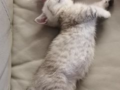 -momokira米努特·德文卷毛猫·棉花面纱犬