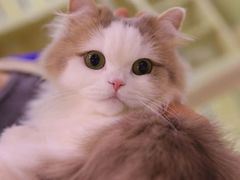 -momokira米努特·德文卷毛猫·棉花面纱犬