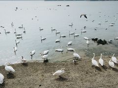 -烟墩角天鹅湖