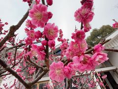 -无锡梅园公园