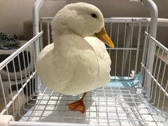 -怪兽屋·羊驼·猫咖·狗咖(俊华广场店)