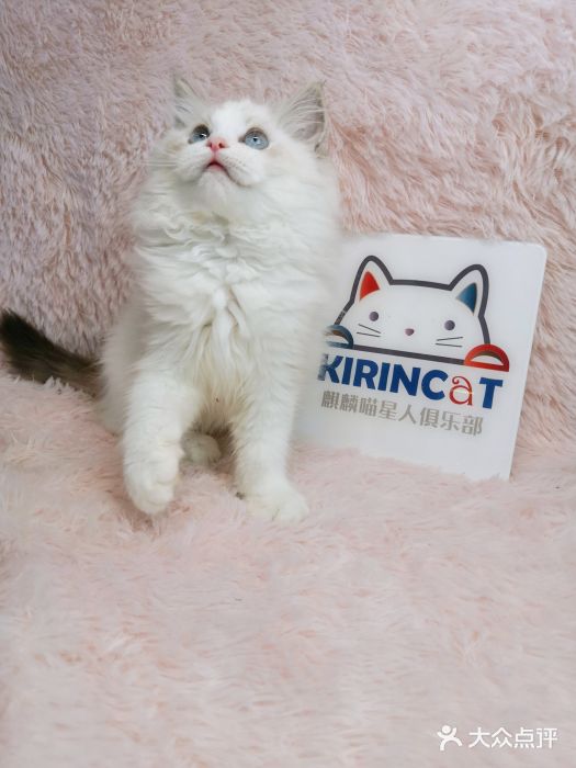 十年猫舍·猫咪专门店(普陀店)图片