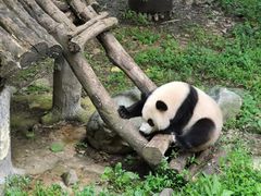 -都江堰中华大熊猫苑