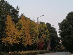 -铁山坪森林公园