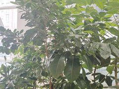 -大树餐厅(红旗街万达店)