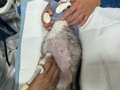 -康爱犬猫诊所·牙专科·骨外科·影像内科(丰宁店)