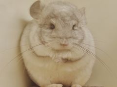 -龙猫仔乐园(惠福东路店)