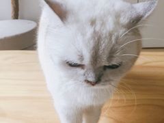 -鼓捣猫呢主题猫咖店
