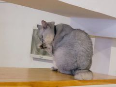 -李小姐の猫咖啡馆(五角场店)