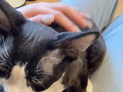 -有喵·猫咖·狗咖·30几只猫10只小狗(岗厦店)