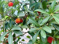 -塘栖枇杷特色园区