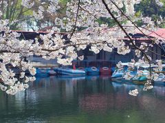 -上海共青森林公园