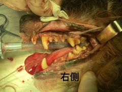 -特一安24小时宠物医院·骨科·中兽医