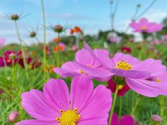 -花开海上生态园