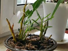 -上和臻品中国菜(花园街店)