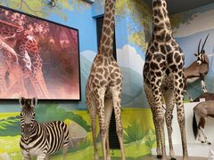 -陕西自然博物馆