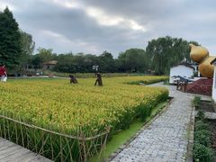 -溱湖国家湿地公园