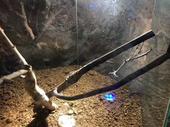 -上海大自然野生昆虫馆(东方明珠·爬宠昆虫探索中心)