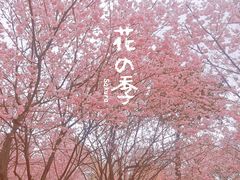 -南山植物园