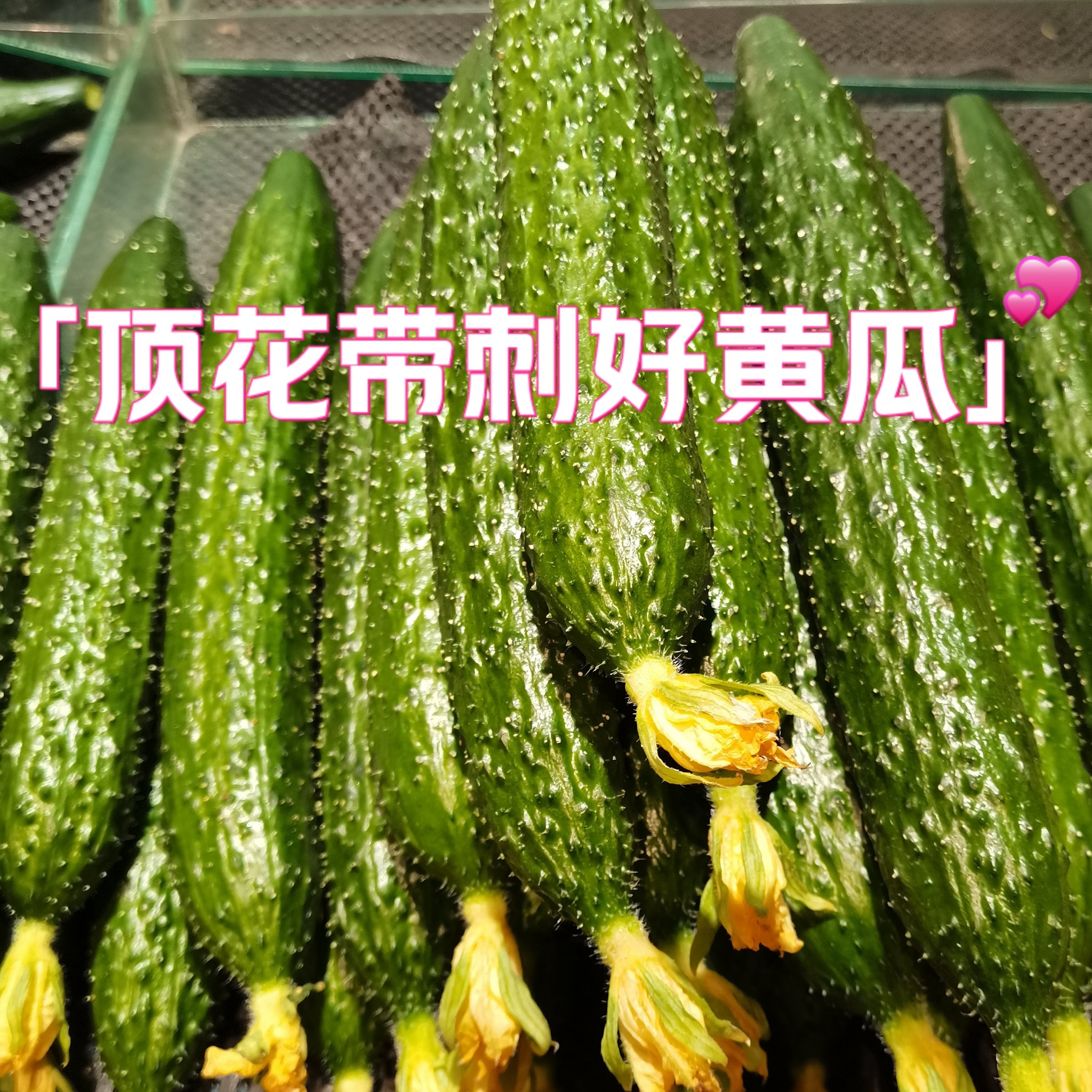 顶花小黄瓜菜谱图片