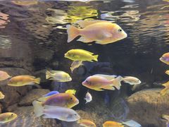 -上海海洋水族馆