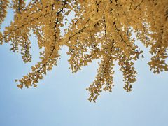 -三里屯东五街银杏大道