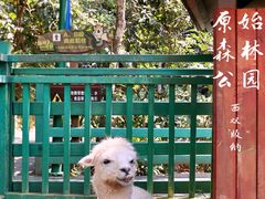 -西双版纳原始森林公园