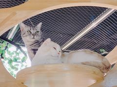-猫和宫(六道口店)