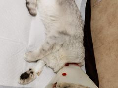 -宠爱国际动物医院· 猫科· 外科·中兽医(长白店)