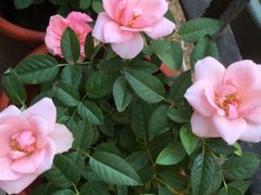 -龙大花卉苗木市场