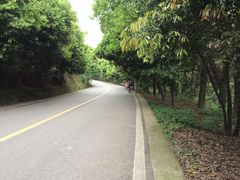 -铁山坪森林公园