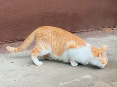 -龙门李家三旦羊肉汤馆