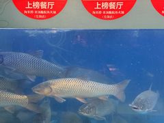 -淘米捞·米汤脆鲩鱼火锅(福田皇岗店)