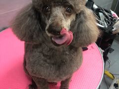 -宠福鑫康馨动物医院·骨科·眼科