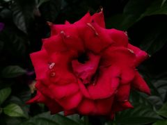 -三圣花乡旅游区