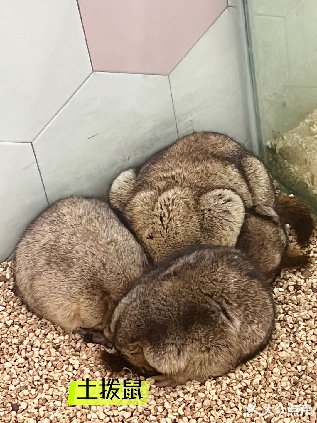 杭州探店｜超好拍的萌宠馆，一起来撸宠物了