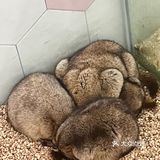 杭州探店｜超好拍的萌宠馆，一起来撸宠物了