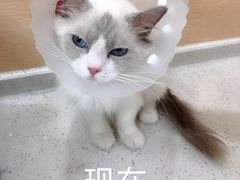 -美联众合动物医院·24h京西诊疗中心
