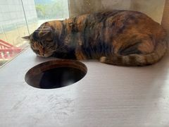 -宁波九龙湖开元度假村