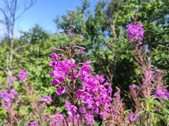 -白草畔自然风景区