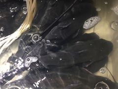 清江鱼-小小河边鱼(天润城店)