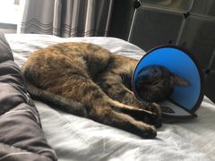 -圣宠动物医院·犬猫专科·影像中心·外科中心