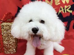 -精灵岛宠物生活馆(洪泽花园店)
