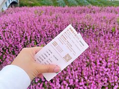 -花开海上生态园
