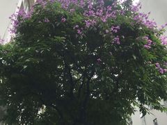 -石炮台果汁冰(天河店)