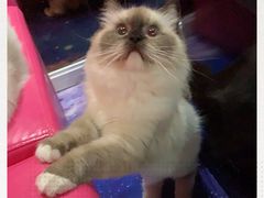 -Bastet sally猫舍购宠(静安店)