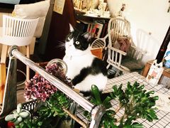 -海边的猫和咖啡馆